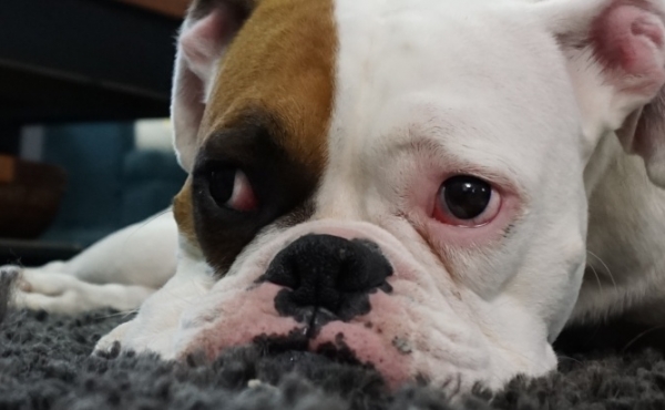 Should I allow Pets in my Rental Property?