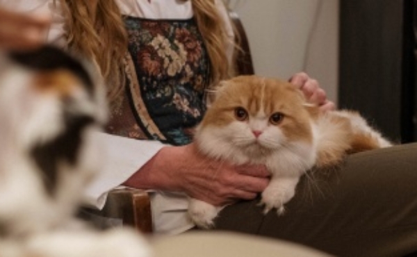 Pets in Rental Properties – the pros and cons.