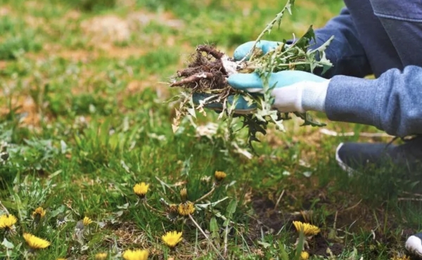Spring Is Coming: A Tenant’s Guide to Getting the Garden Ready