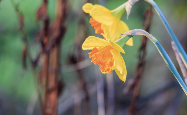 🌼 Tending to Daffodils: A Simple Guide for a Brighter Garden